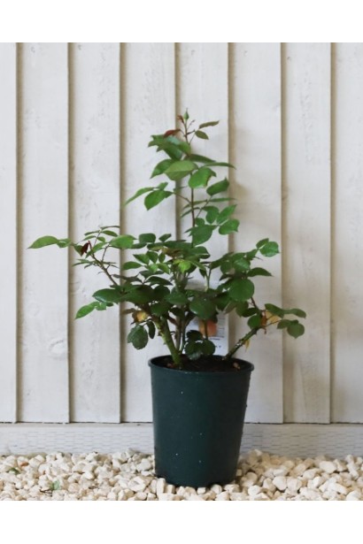 Саджанець троянди Лувіана в горщику